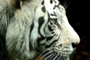 white, Animals, Tigers
