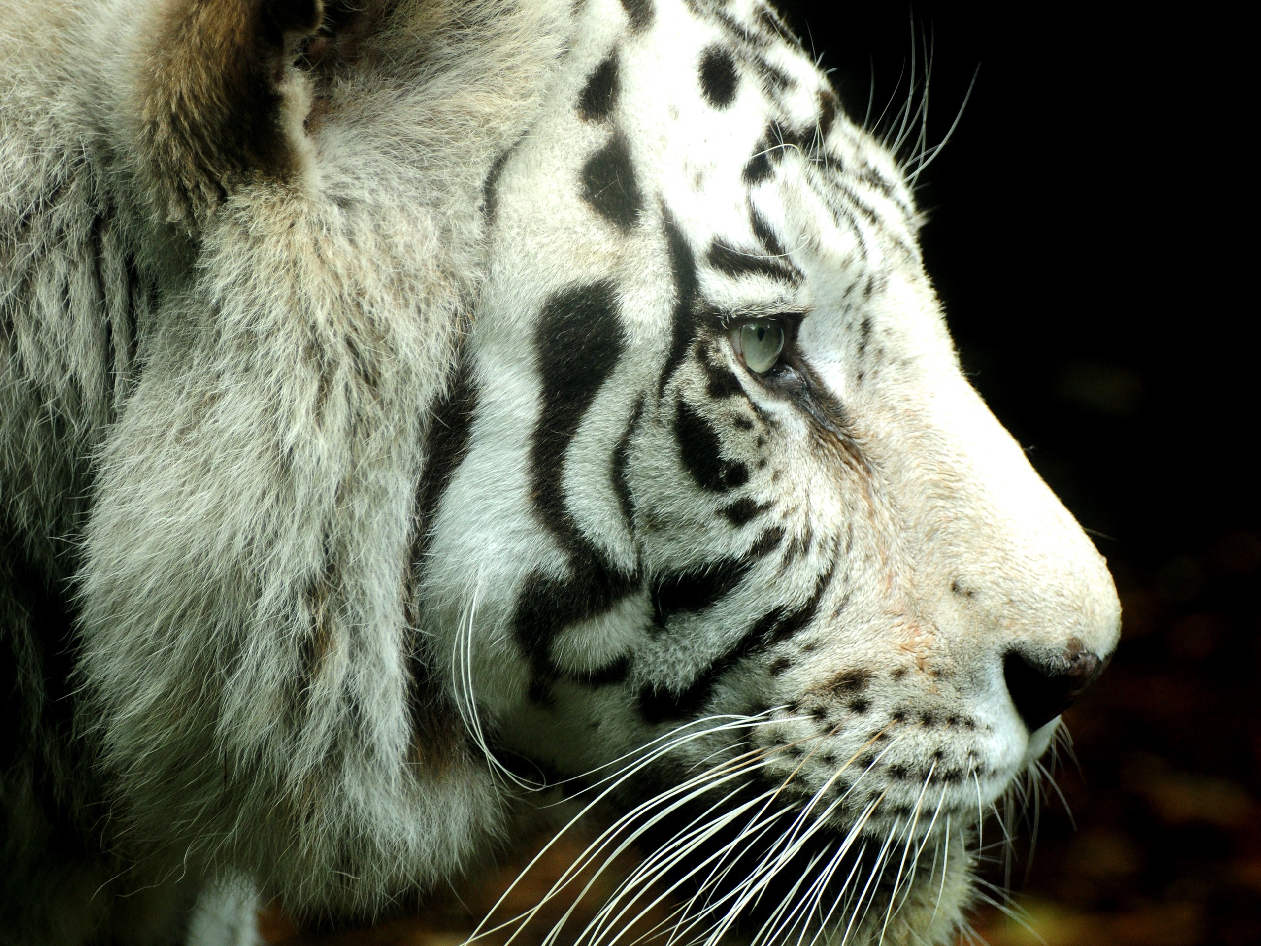 white, Animals, Tigers Wallpaper