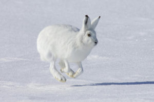 hare, Rabbit, Animal, Snow