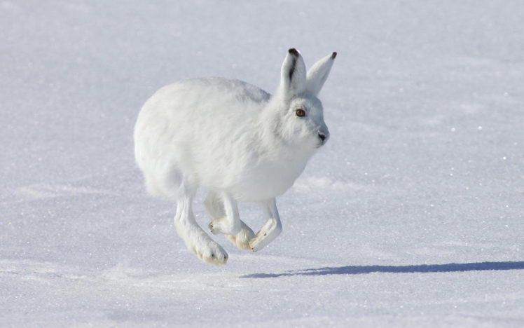 hare, Rabbit, Animal, Snow HD Wallpaper Desktop Background