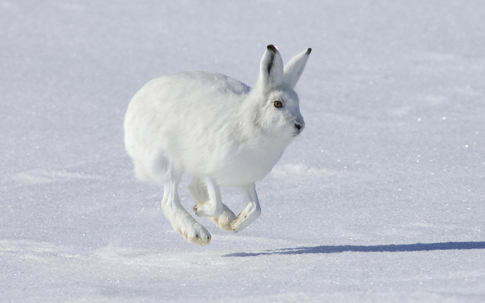hare, Rabbit, Animal, Snow Wallpapers HD / Desktop and Mobile Backgrounds.