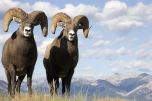 sheep, Bighorn, Bighorn, Sheep, Animal