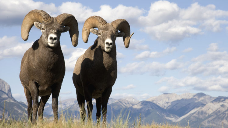 sheep, Bighorn, Bighorn, Sheep, Animal HD Wallpaper Desktop Background