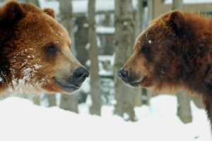 two, Grizzly, Bears