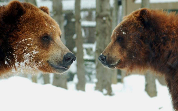 two, Grizzly, Bears HD Wallpaper Desktop Background