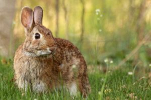 rabbit, Rodents, Meadow, Flowers, Daisies, Grass, Summer, Gray, Animals, Cute