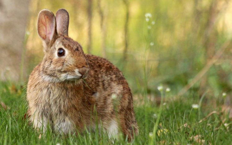 rabbit, Rodents, Meadow, Flowers, Daisies, Grass, Summer, Gray, Animals, Cute HD Wallpaper Desktop Background