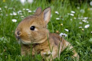 rabbit, Rodents, Meadow, Flowers, Daisies, Grass, Summer, Gray, Animals