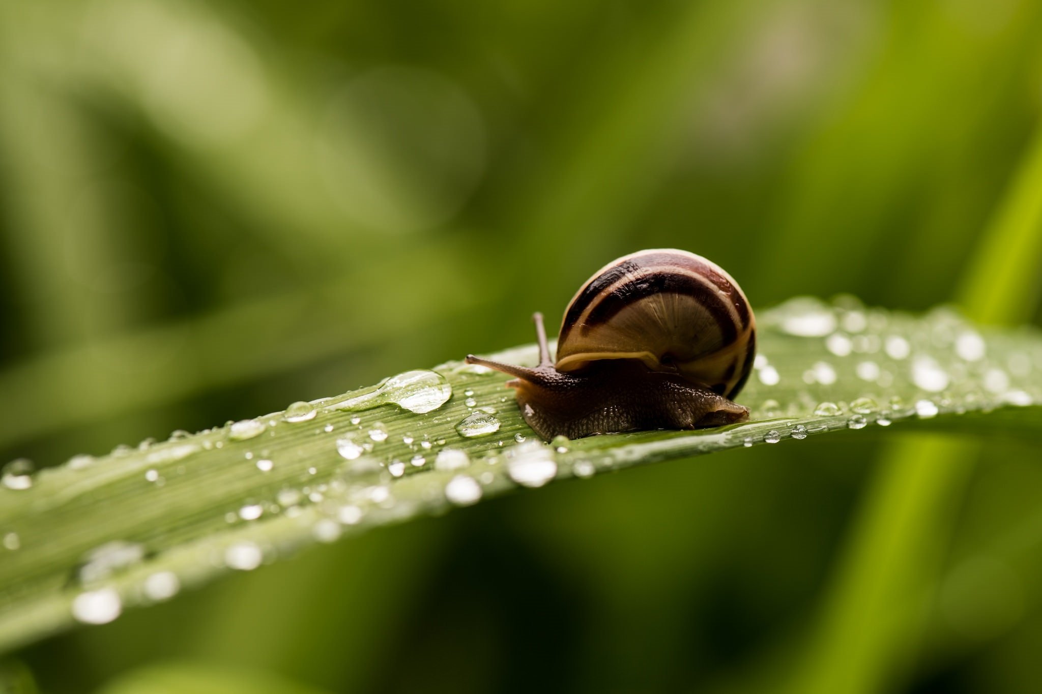 snail, Shell, Striped, Horns, A, Blade, Of, Grass, Drops, Green, Macro Wallpaper