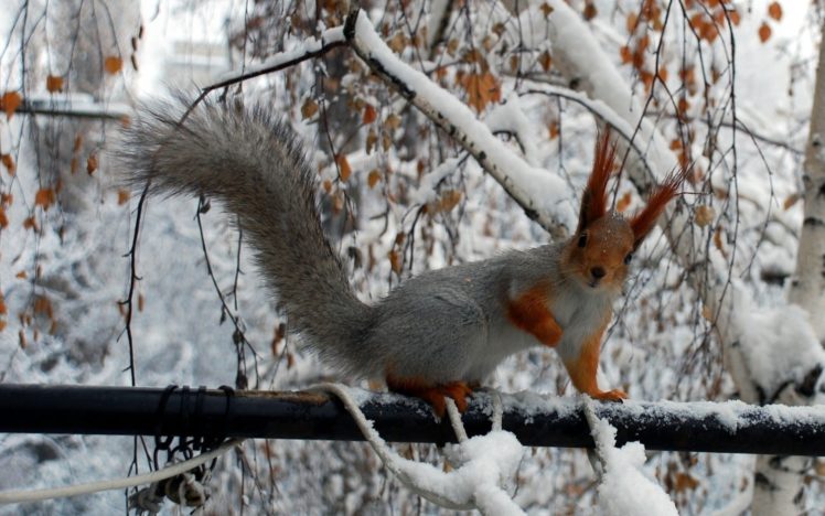 animals, Squirrels, Snow, Branches, Squirrel, Snow, Animals, Winter, Winter, Squirrel, Rodent HD Wallpaper Desktop Background
