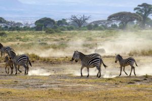 zebra, Ostrich, Africa, Savanna