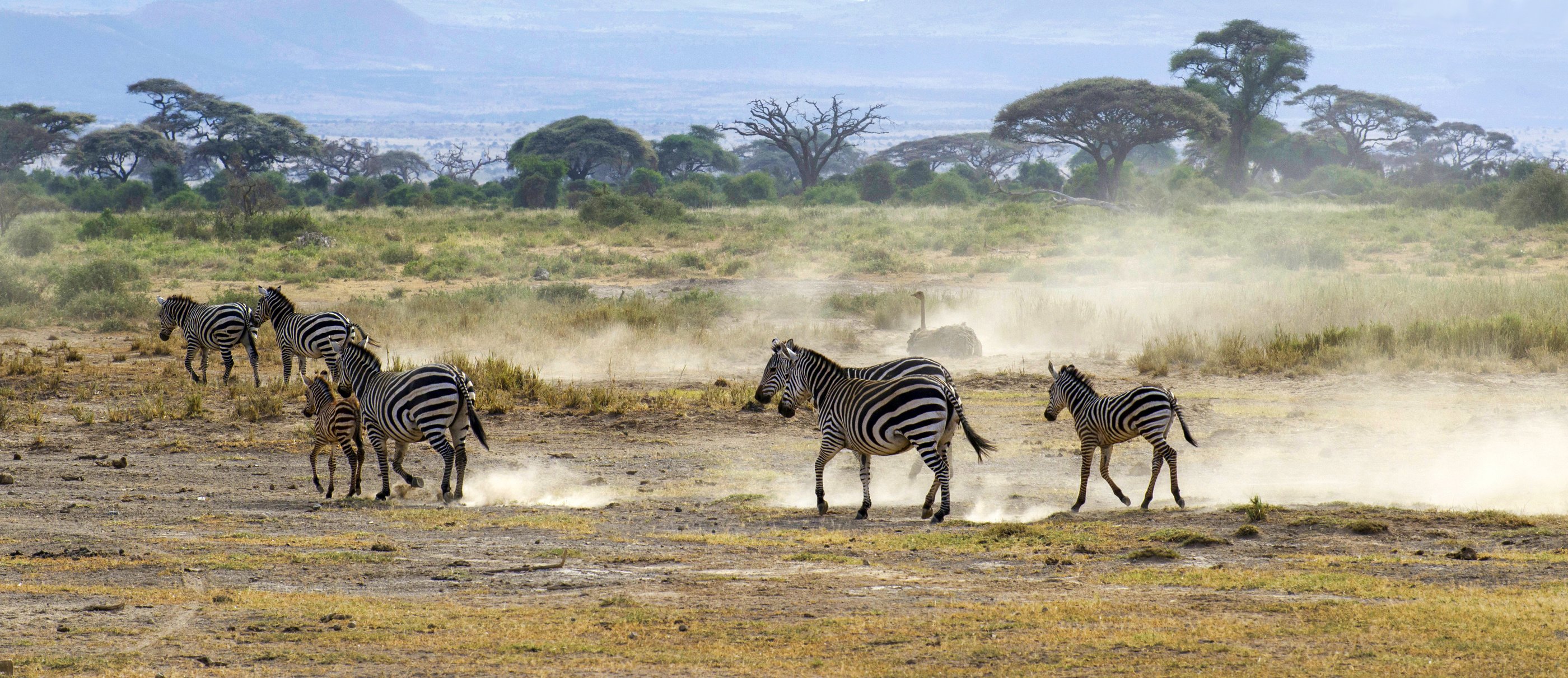 zebra, Ostrich, Africa, Savanna Wallpaper