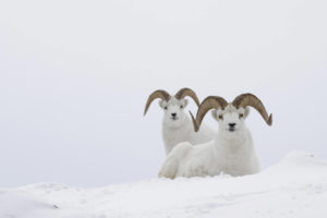 sheep, Snow, Animal