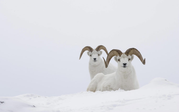 sheep, Snow, Animal HD Wallpaper Desktop Background