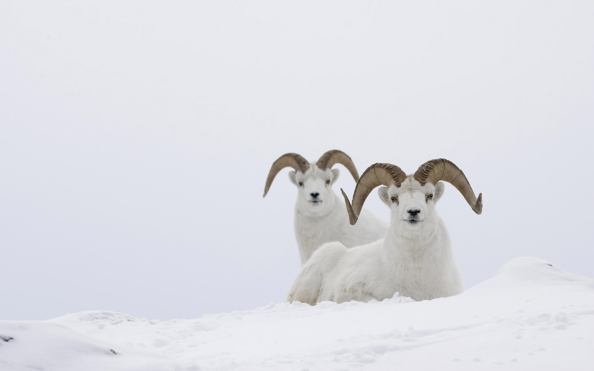 sheep, Snow, Animal Wallpaper