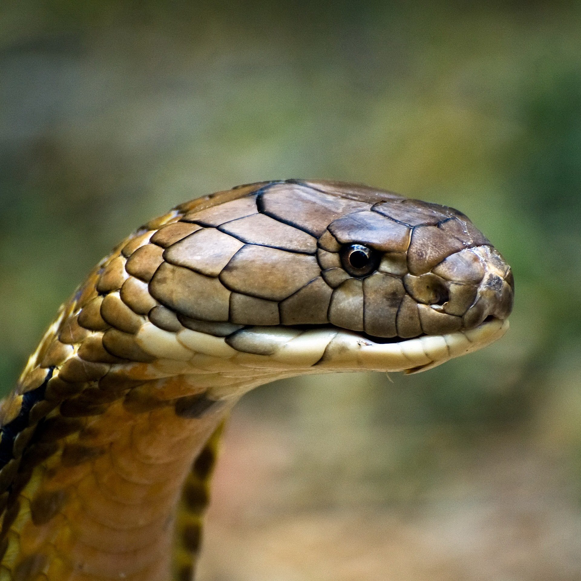 фото змей башки