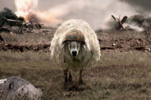 war, Sheep, Helmets, Battlesheep