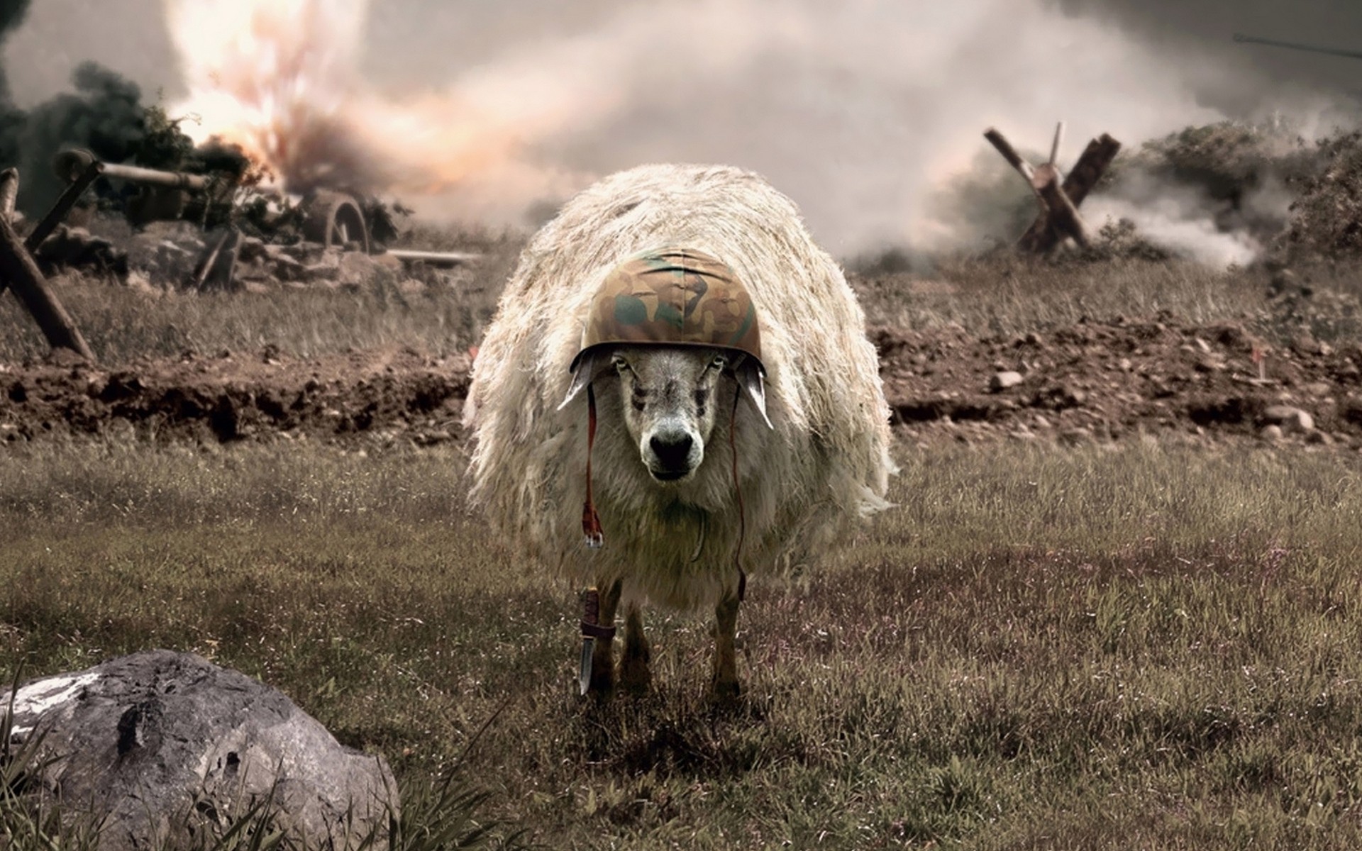 war, Sheep, Helmets, Battlesheep Wallpaper