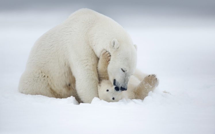 animal, Baby, Winter, Snow, Polar, Bear HD Wallpaper Desktop Background