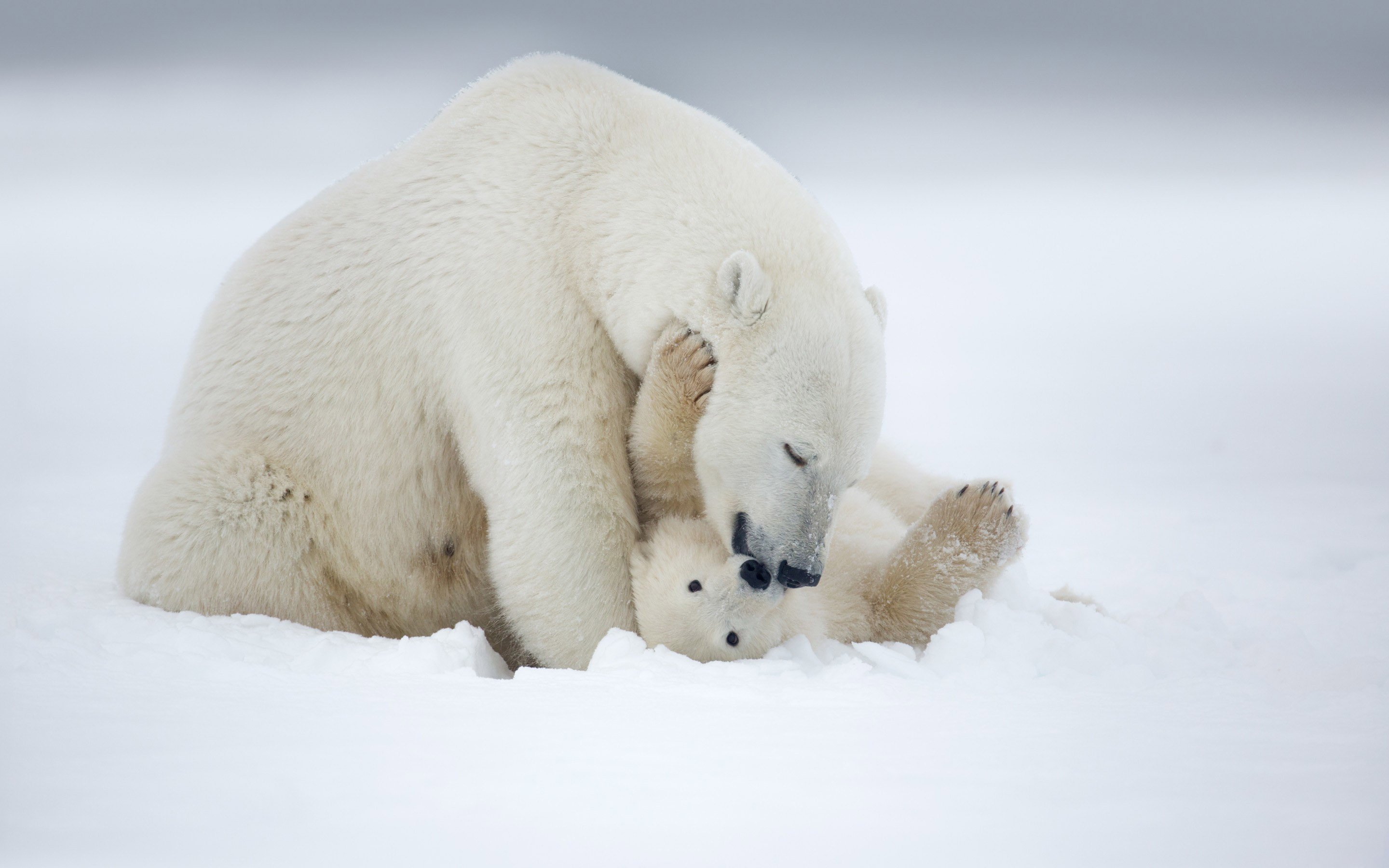 animal, Baby, Winter, Snow, Polar, Bear Wallpapers HD