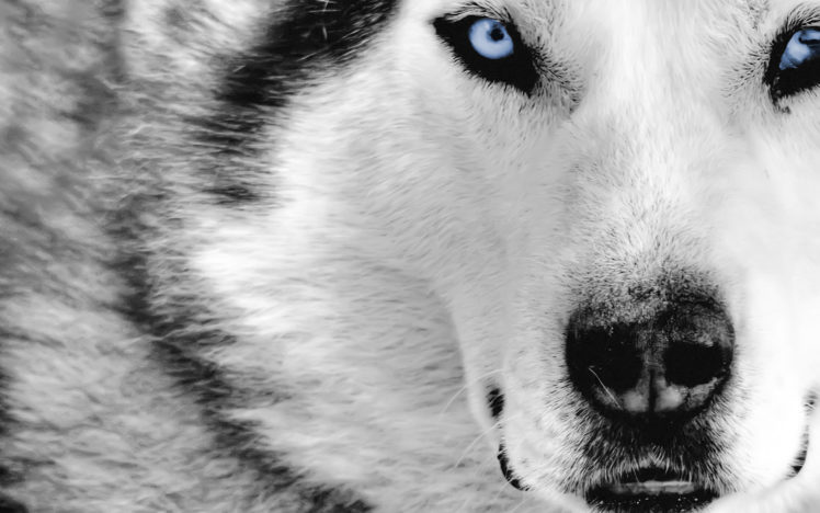 wolves HD Wallpaper Desktop Background