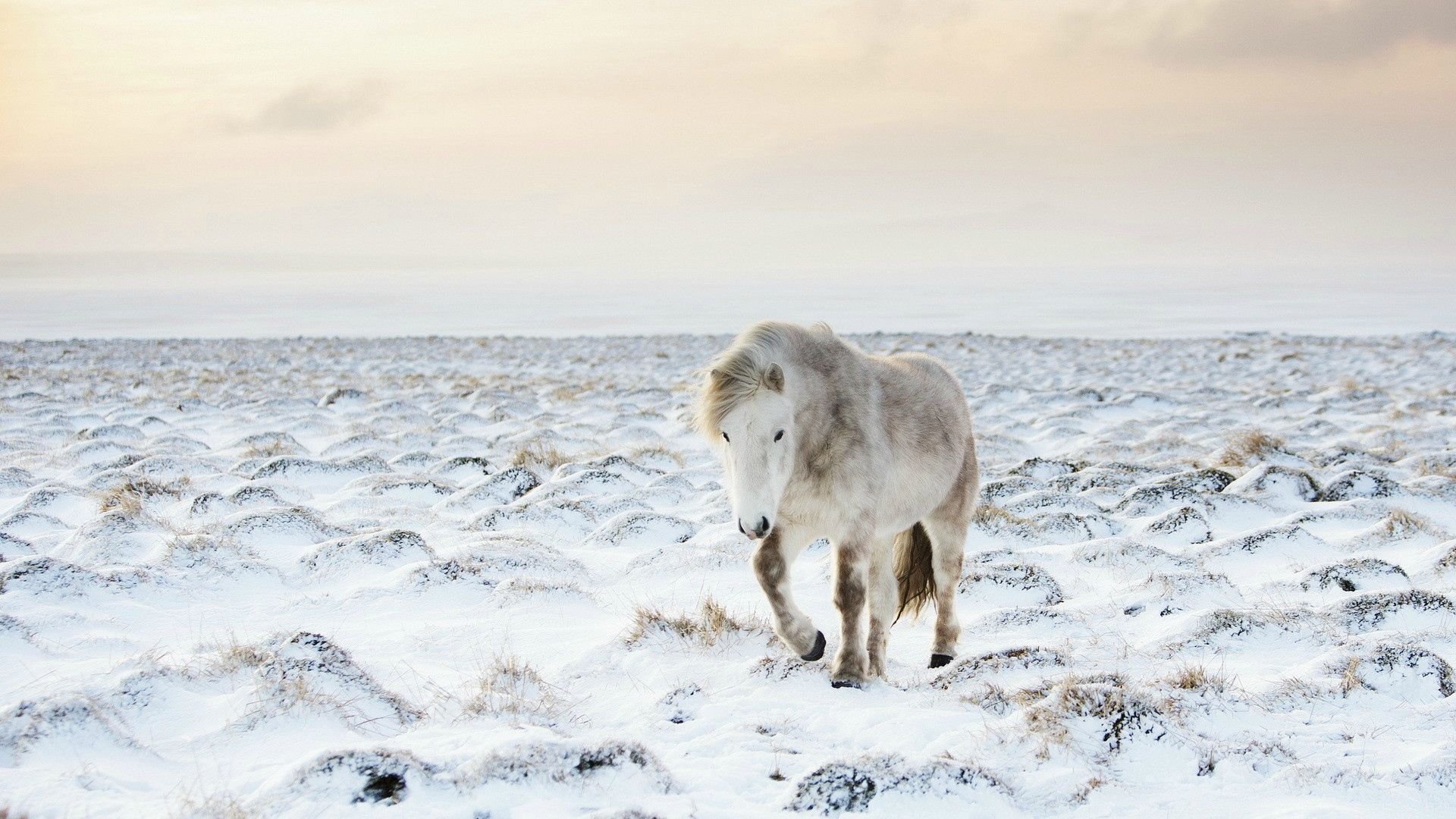 winter, Snow, Nature, Landscape, Horse Wallpaper