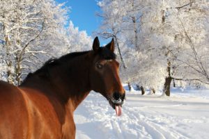winter, Snow, Nature, Landscape, Horse, Funny, Humor