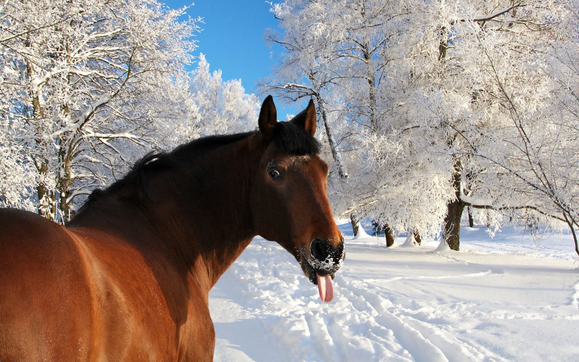 winter, Snow, Nature, Landscape, Horse, Funny, Humor Wallpaper