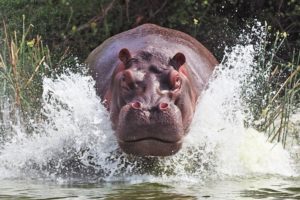 hipopotamo, Animales, Agua
