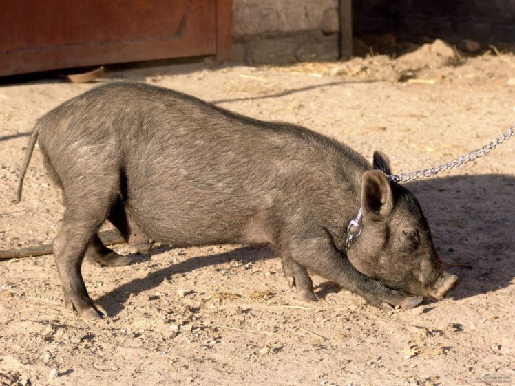 cerdo, Animal, Porcino, Cadena HD Wallpaper Desktop Background