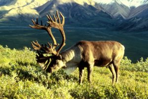 caribou, Herbiboro, Tundra, Animales
