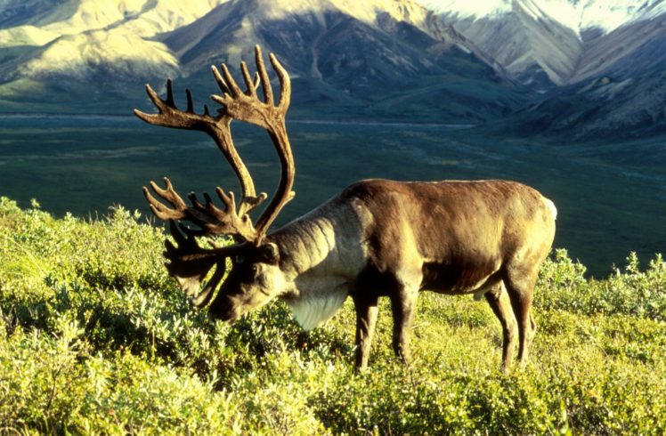 caribou, Herbiboro, Tundra, Animales HD Wallpaper Desktop Background