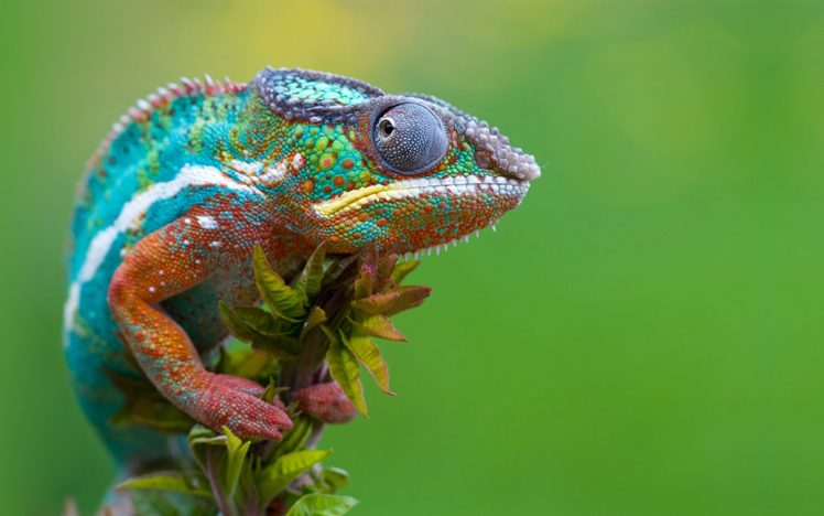 nature, Chameleons, Reptiles HD Wallpaper Desktop Background