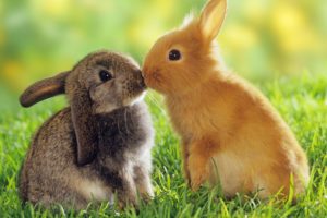 bunnies, Animals, Kissing, Easter