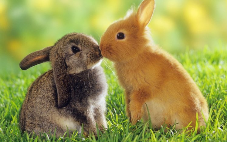 bunnies, Animals, Kissing, Easter HD Wallpaper Desktop Background