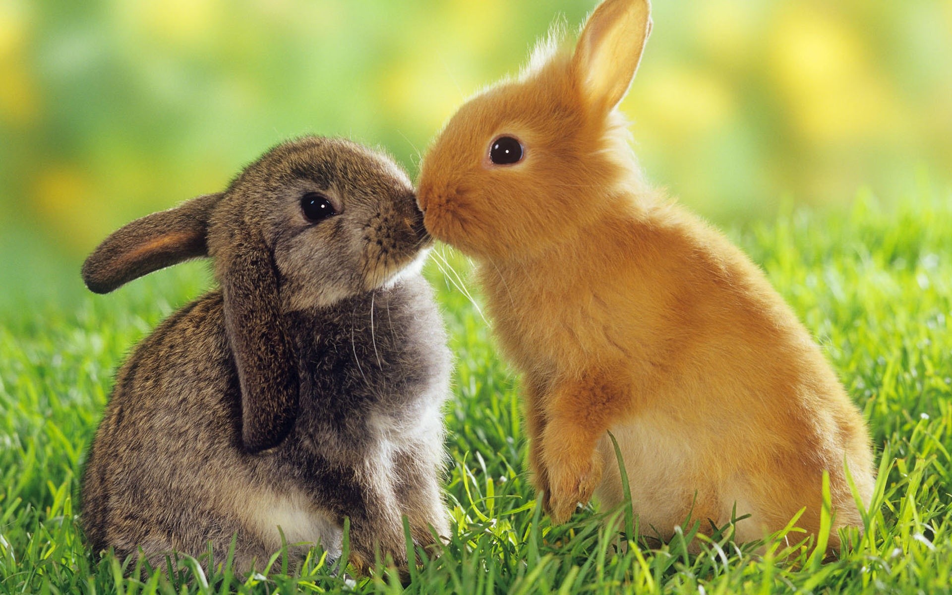 bunnies, Animals, Kissing, Easter Wallpaper
