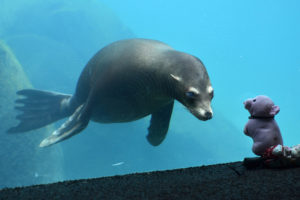 underwater, Seal, Seals, Cute, Glass, Toys, Toy