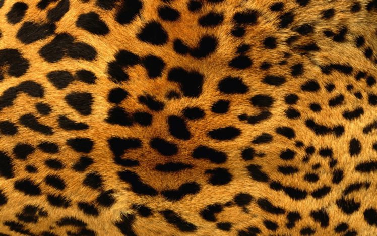 animals, Patterns, Fur, Leopard, Print HD Wallpaper Desktop Background