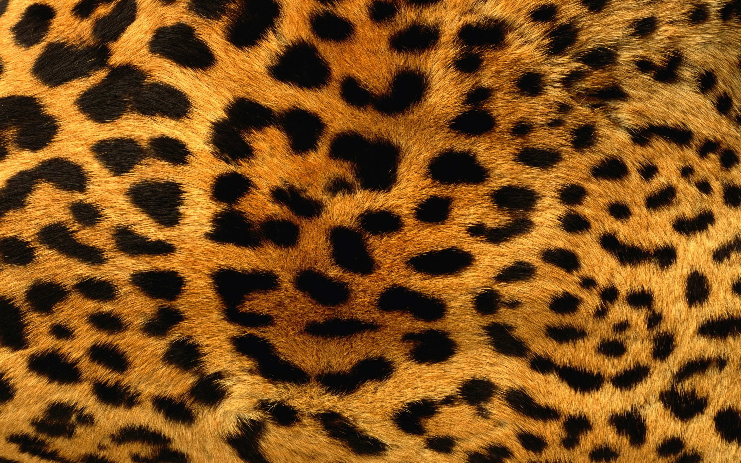 animals, Patterns, Fur, Leopard, Print Wallpaper