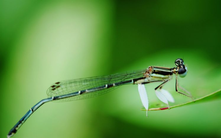 animals, Dragonflies HD Wallpaper Desktop Background