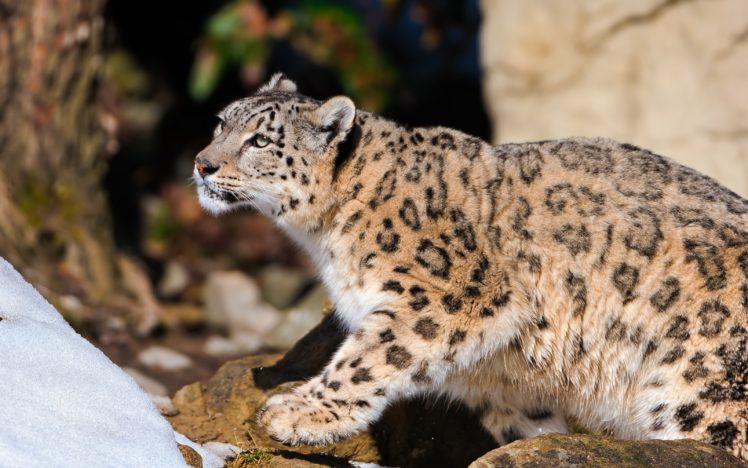 animals, Snow, Leopards HD Wallpaper Desktop Background