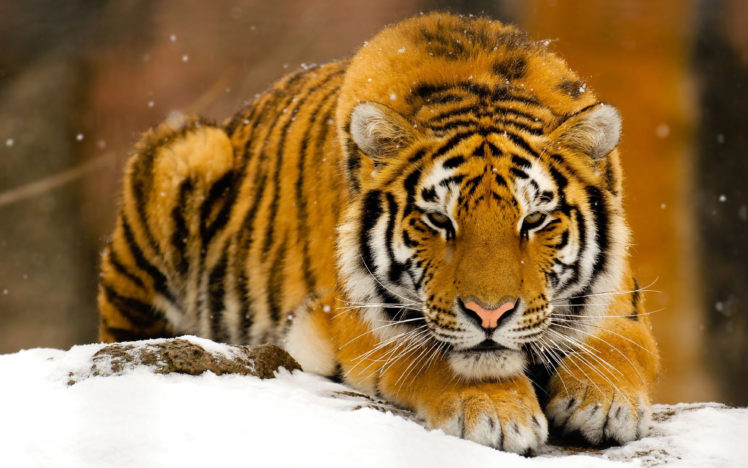 winter, Snow, Animals, Orange, Tigers, Feline, Mammals HD Wallpaper Desktop Background