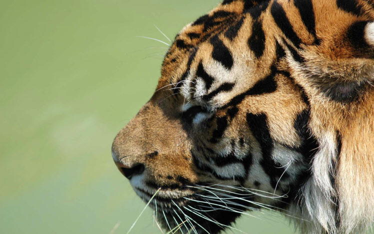 nature, Animals, Tigers HD Wallpaper Desktop Background