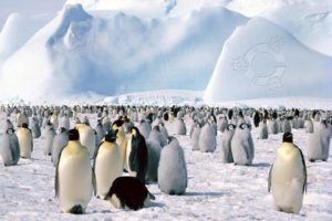 pinguinos, Animales, Artico, Hielo