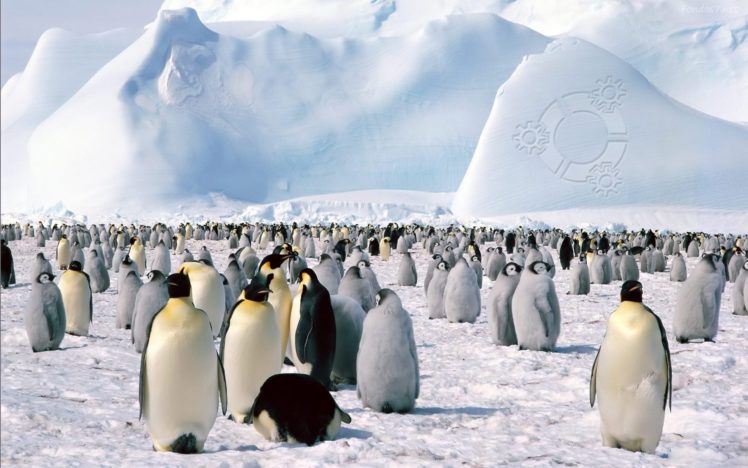 pinguinos, Animales, Artico, Hielo HD Wallpaper Desktop Background