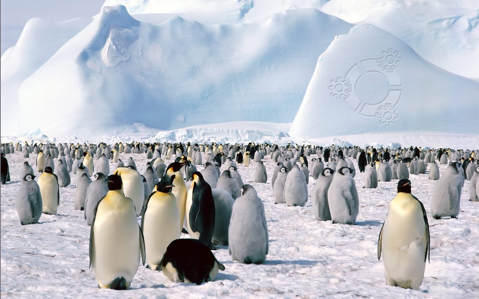 pinguinos, Animales, Artico, Hielo Wallpaper