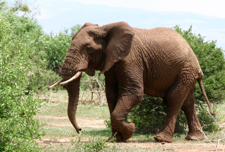 elefante, Paquidermo, Animales, Savanna HD Wallpaper Desktop Background