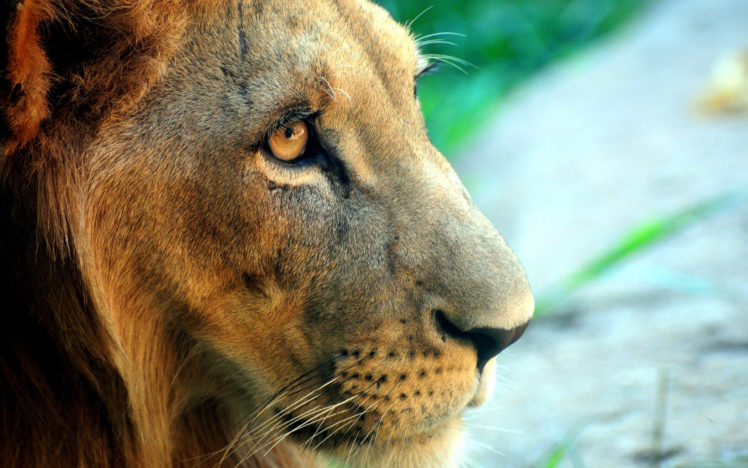 lion, Side, Portrait HD Wallpaper Desktop Background