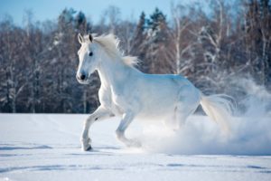 winter, Snow, Nature, Landscape, Horse