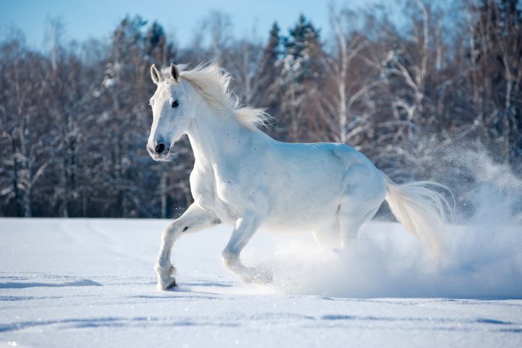 winter, Snow, Nature, Landscape, Horse HD Wallpaper Desktop Background